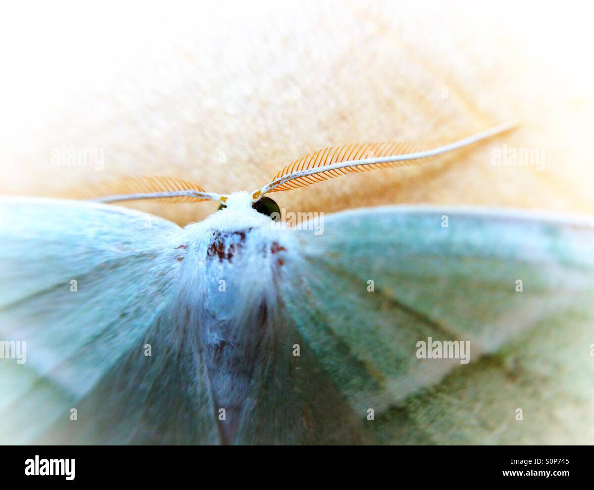 Micro photo of a moth on maple wood floor Stock Photo