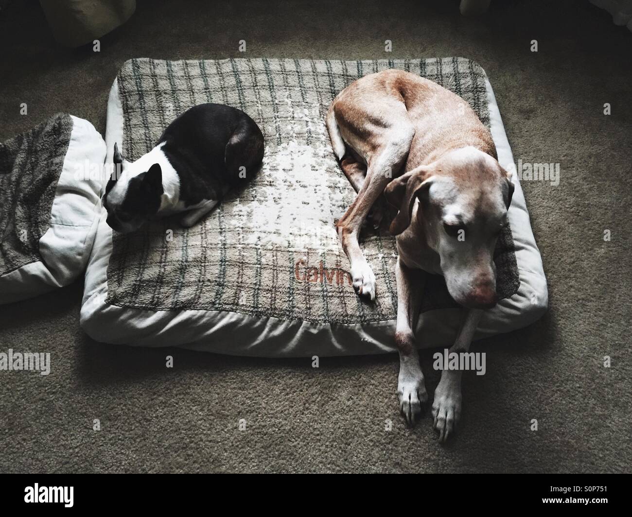 Dogs. Boston terrier and Vizsla Stock Photo