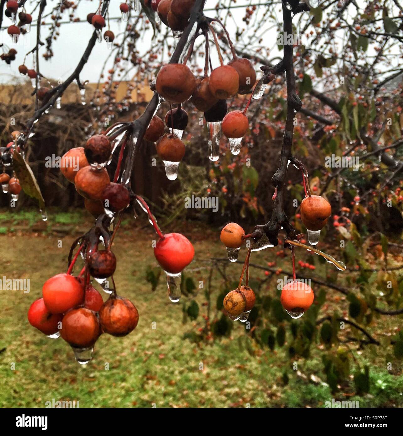 Crab apples in an ice storm - Smartphone Captured Stock Image