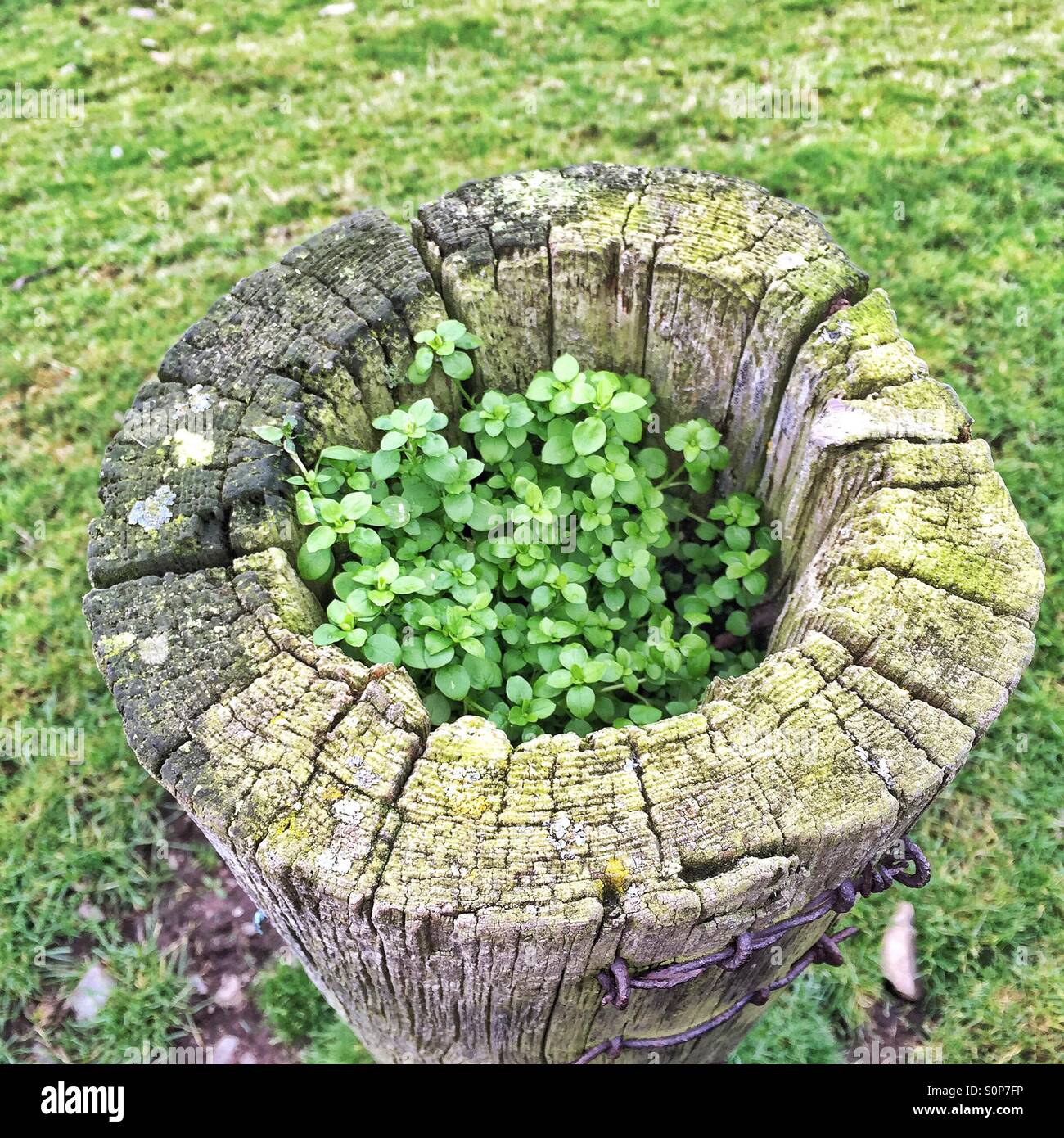 Life in death - new plant growing in old post Stock Photo