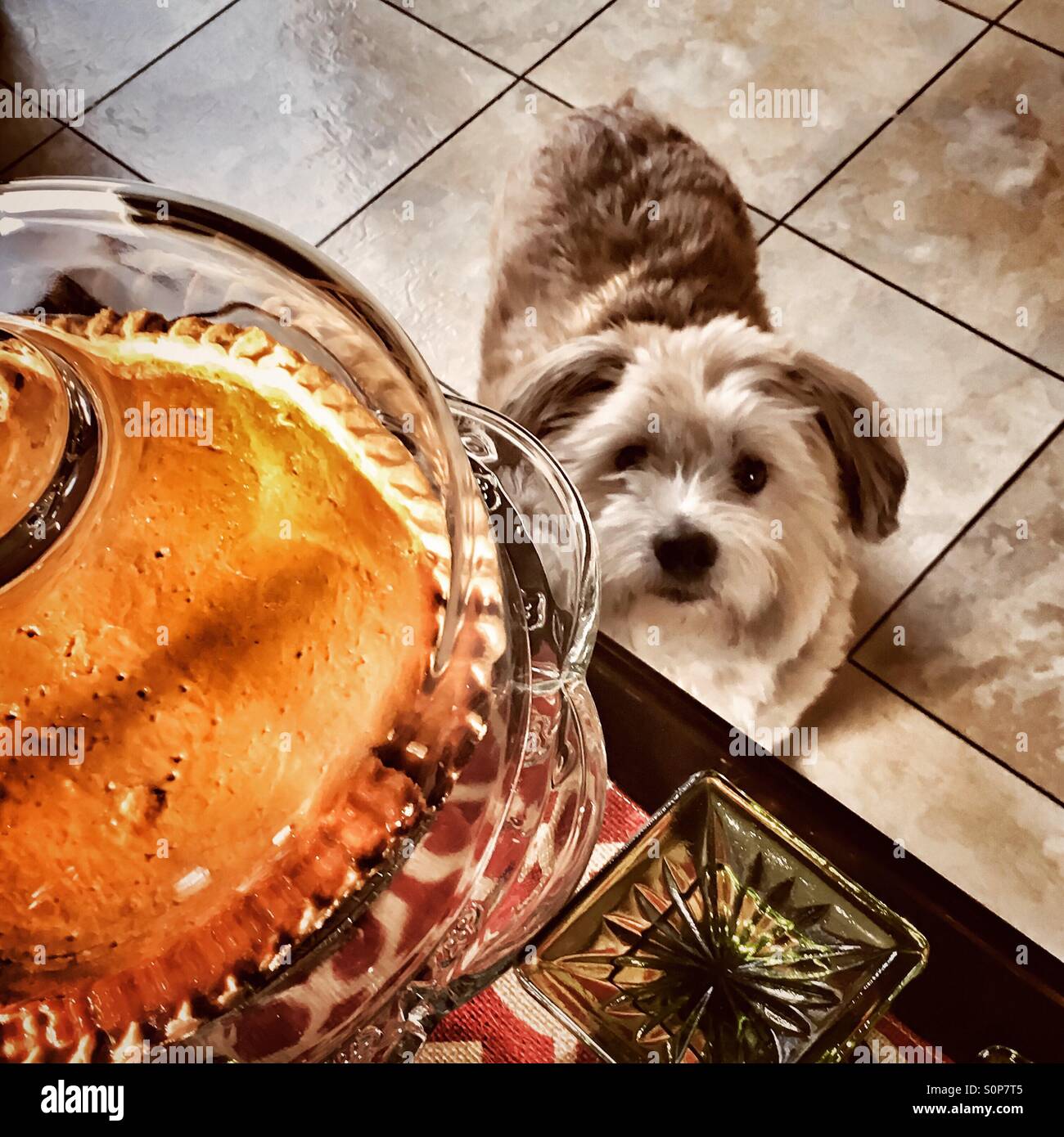 If dieting had a visual. A dog with only one thing on his mind; pumpkin pie. - Smartphone Captured Stock Image