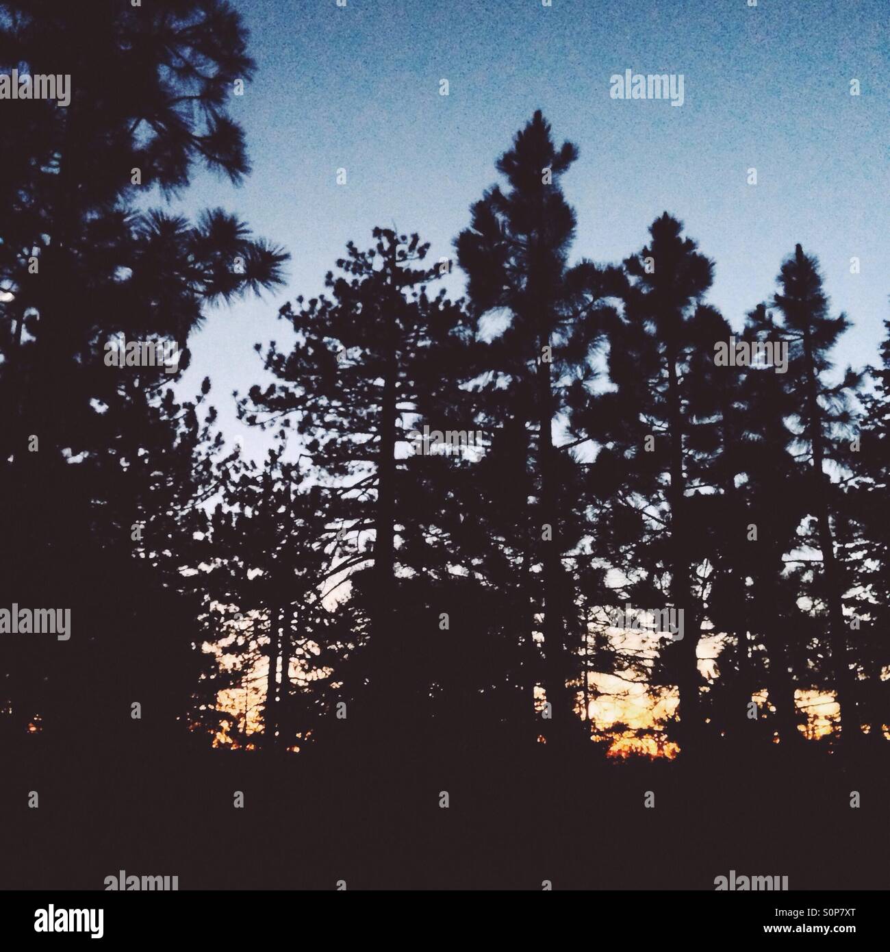 Silhouette of pine trees hi-res stock photography and images - Alamy