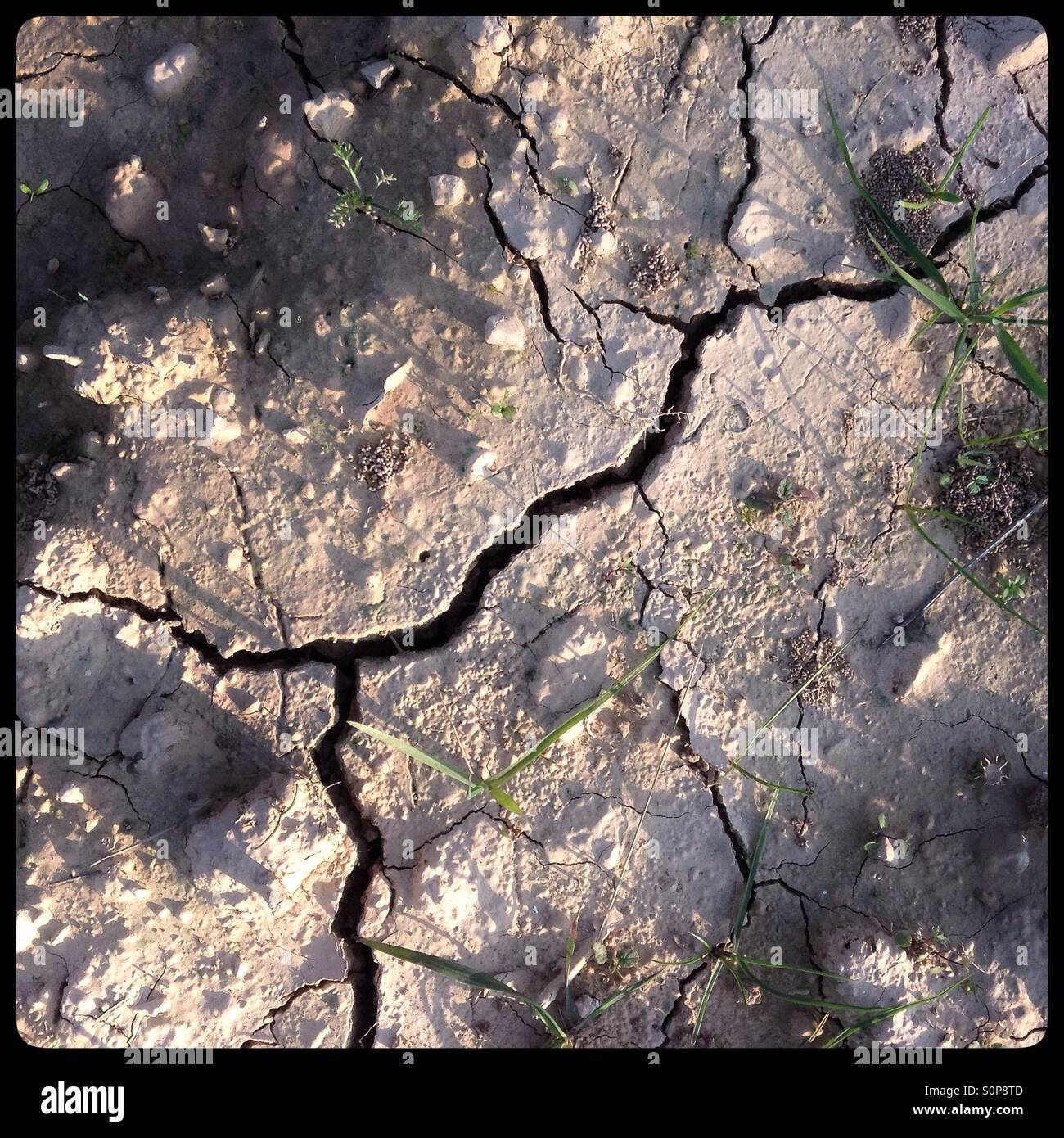 New life after drought, Catalonia, Spain. - Smartphone Captured Stock Image