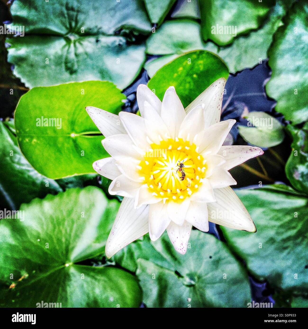 Water lily - Smartphone Captured Stock Image