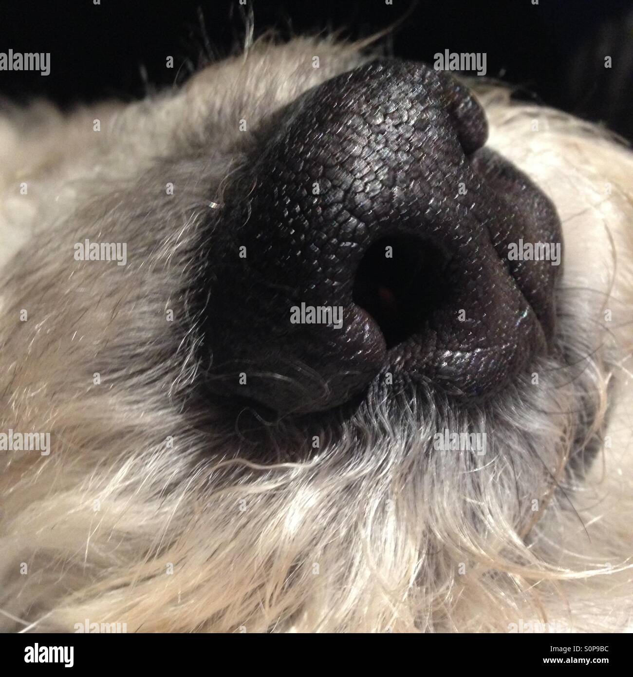 How Wet Should A Dogs Nose Be