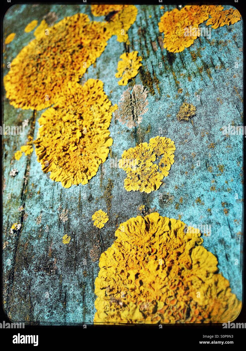 Yellow lichen on old blue painted wood Stock Photo