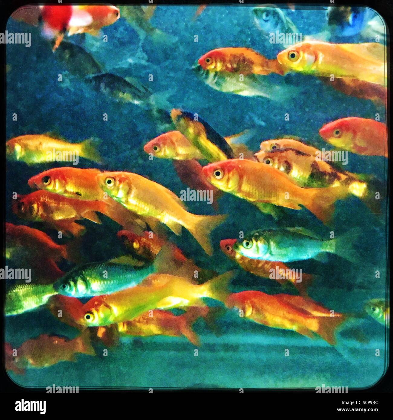 Pet store goldfish and minnows Stock Photo Alamy