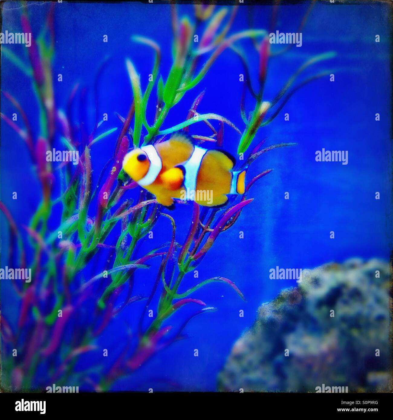 Clownfish Stock Photo