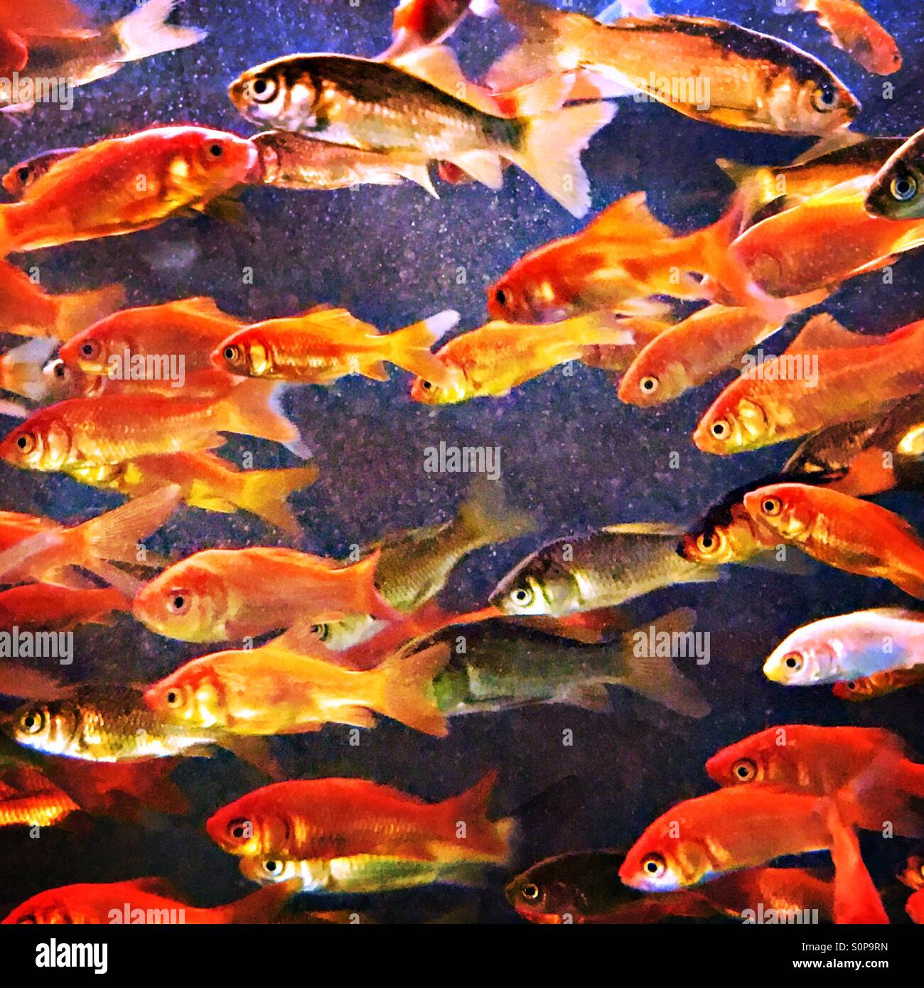 Pet store goldfish and minnows waiting for a home Stock Photo Alamy