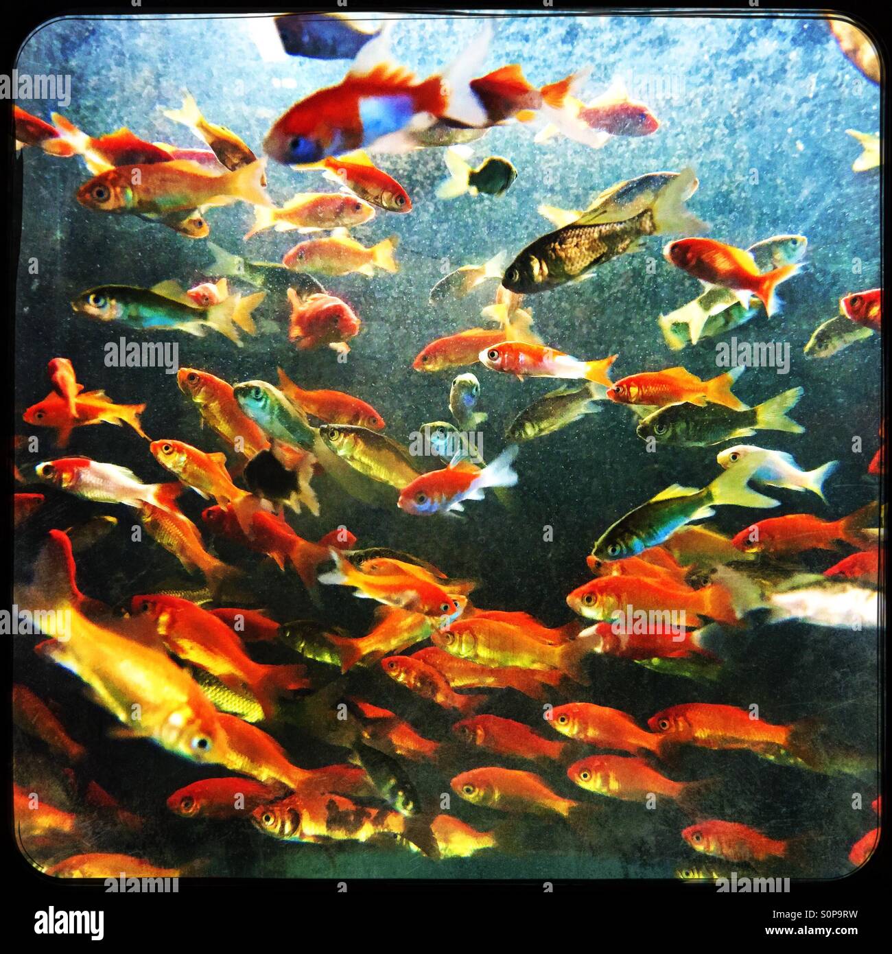 Pet store goldfish and minnows waiting for a home Stock Photo Alamy