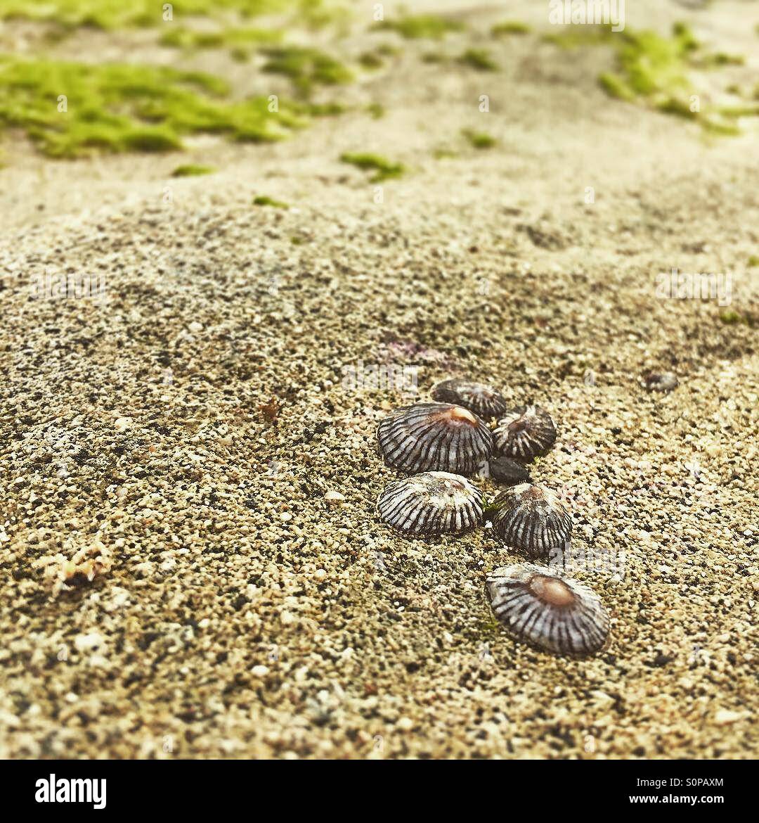 Limpets on a rock with green seaweed in the background - Smartphone Captured Stock Image