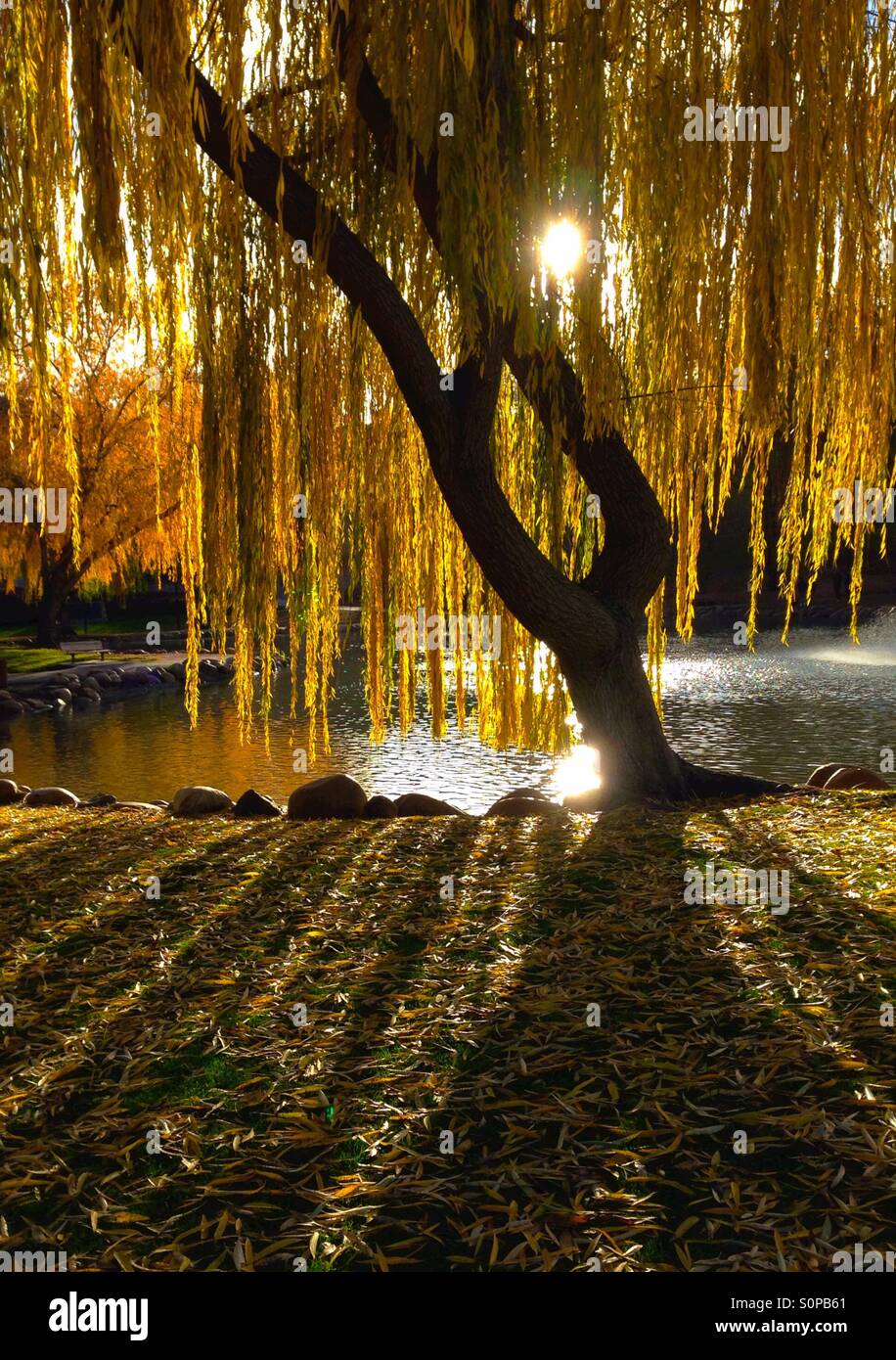 Backlit weeping willow tree with shadows by pond - Smartphone Captured Stock Image