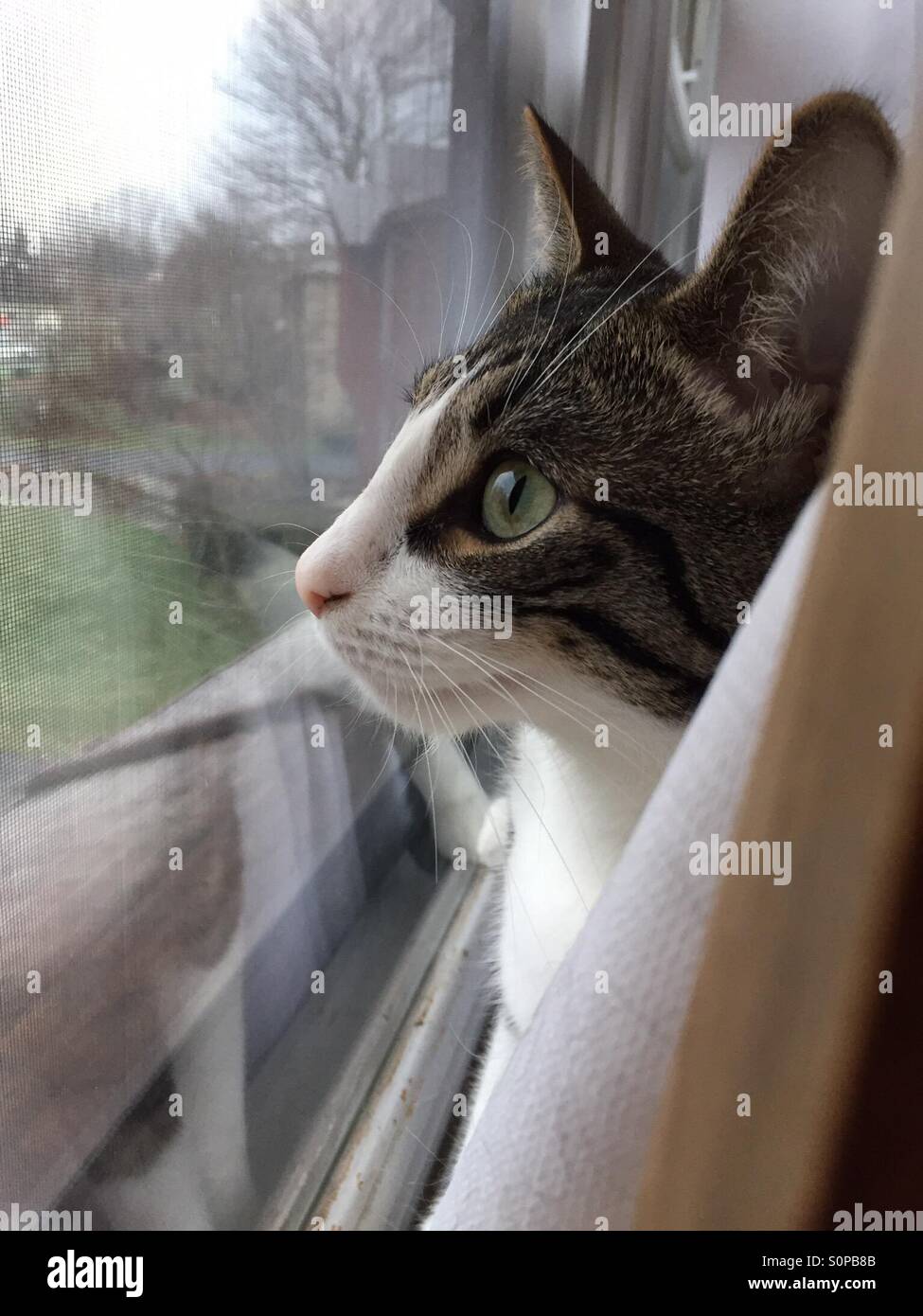 Curious kitten looking out window. Stock Photo
