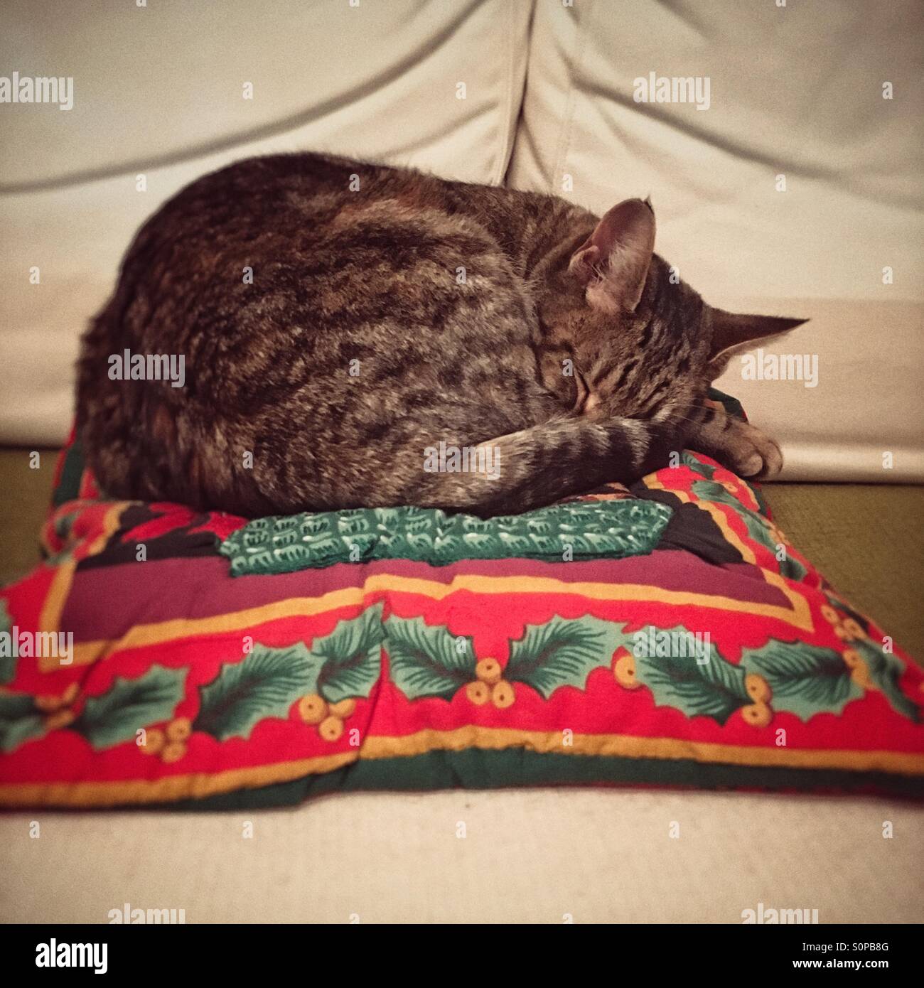 Tabby cat curled up asleep on Christmas cushion - Smartphone Captured Stock Image