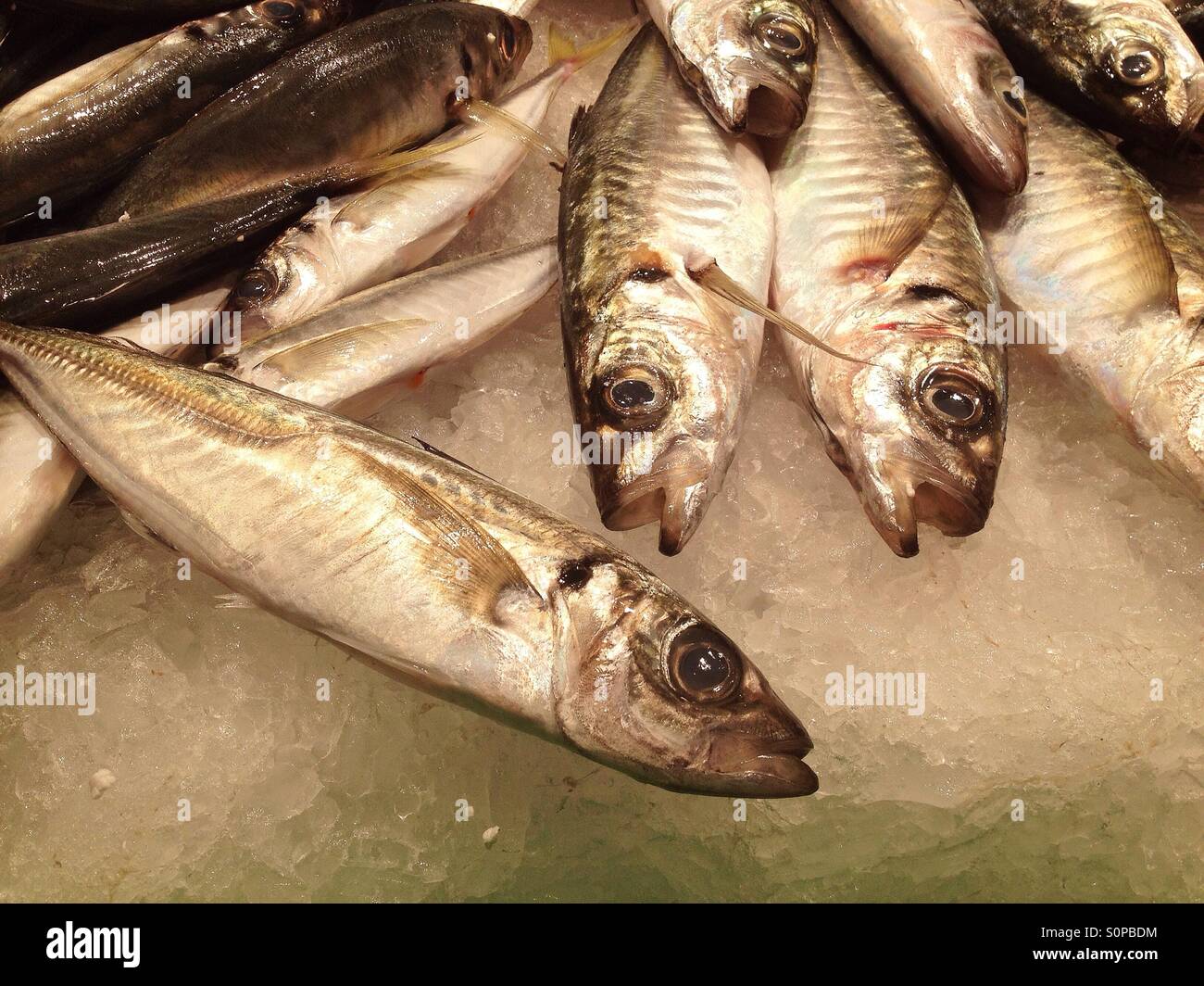 Fresh fish for sale in the market Stock Photo