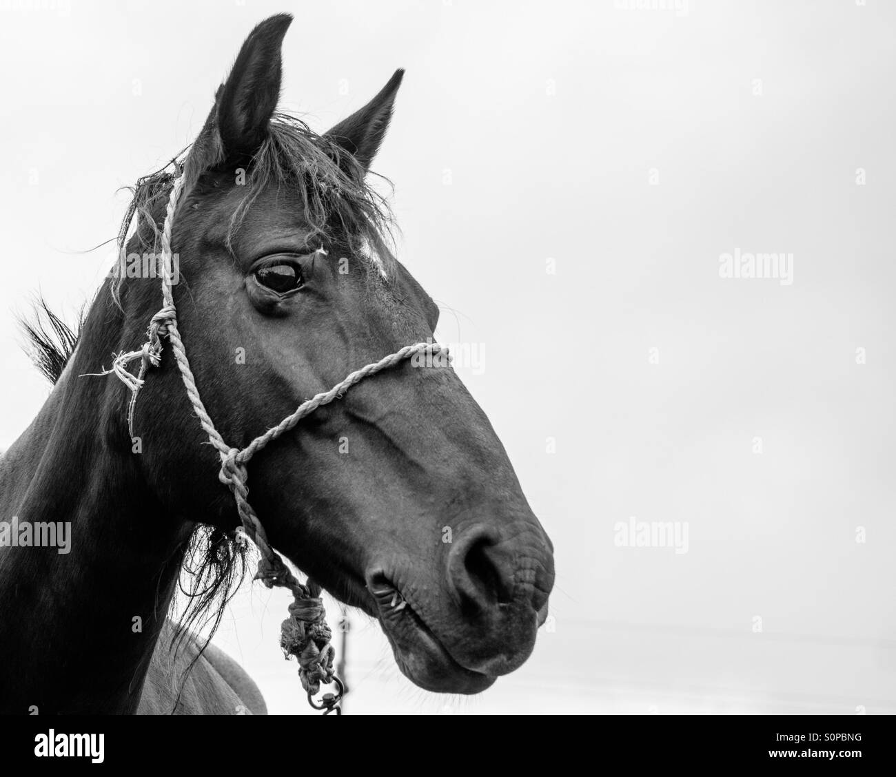 Black Horse Detail Shot of Head. Monochrome. Black and white Stock Photo