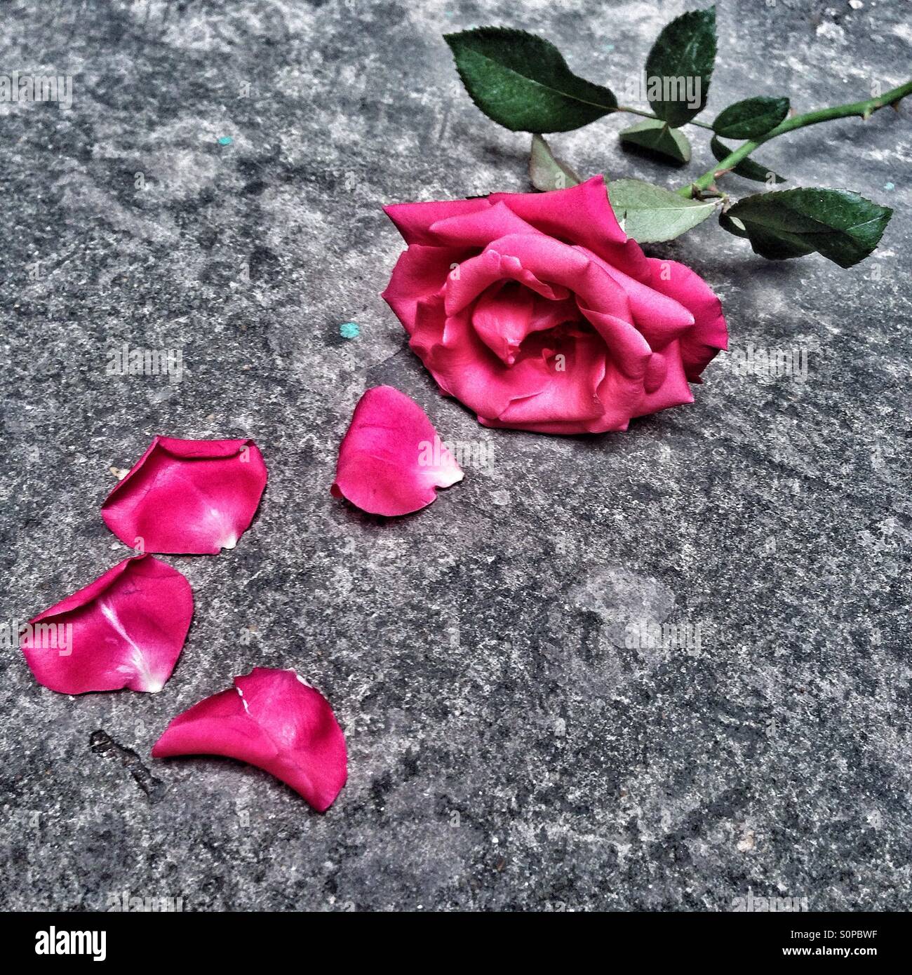 Red rose falling Stock Photo Alamy