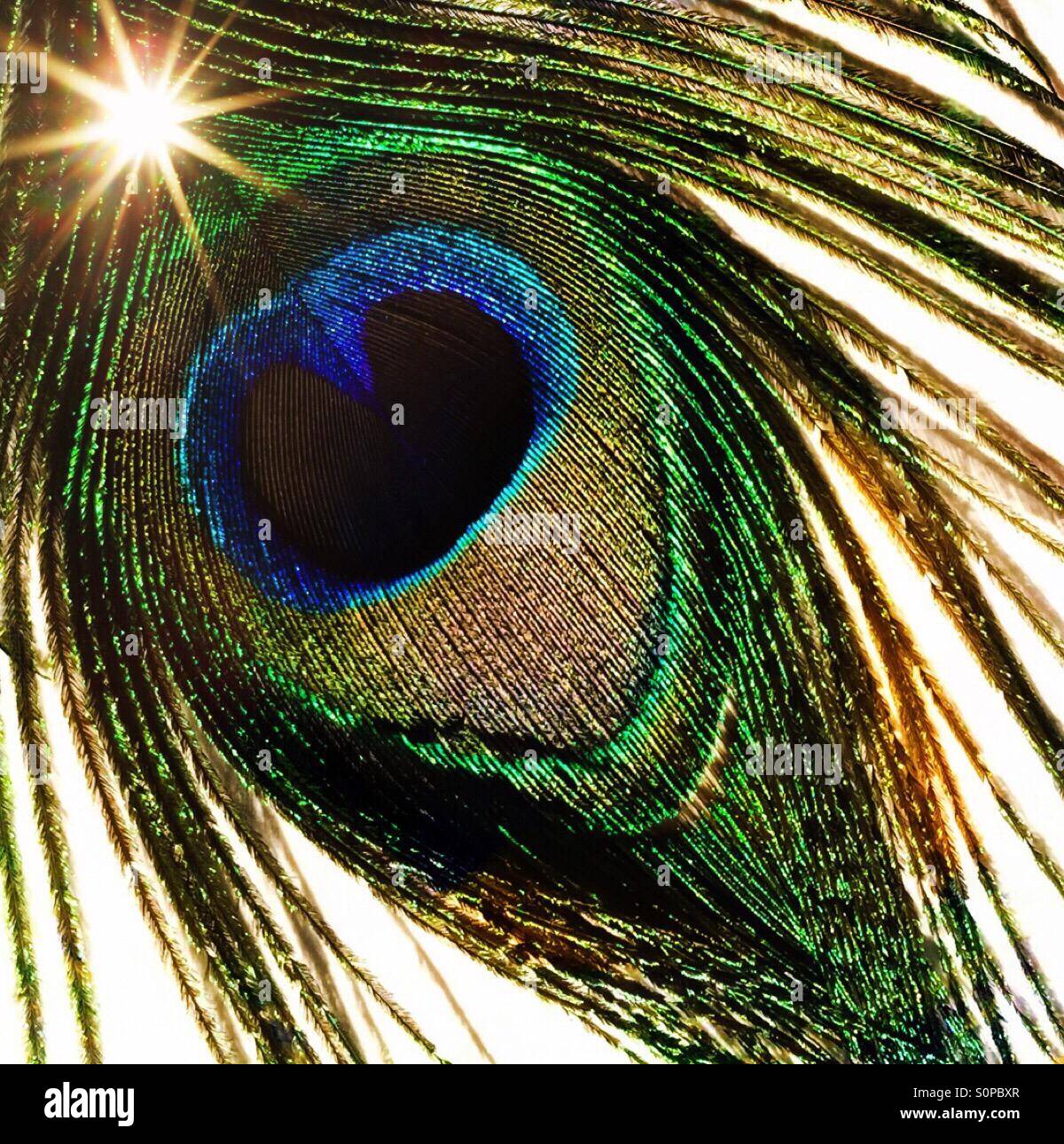 Peacock feather design, isolated on white background, a light shining. - Smartphone Captured Stock Image