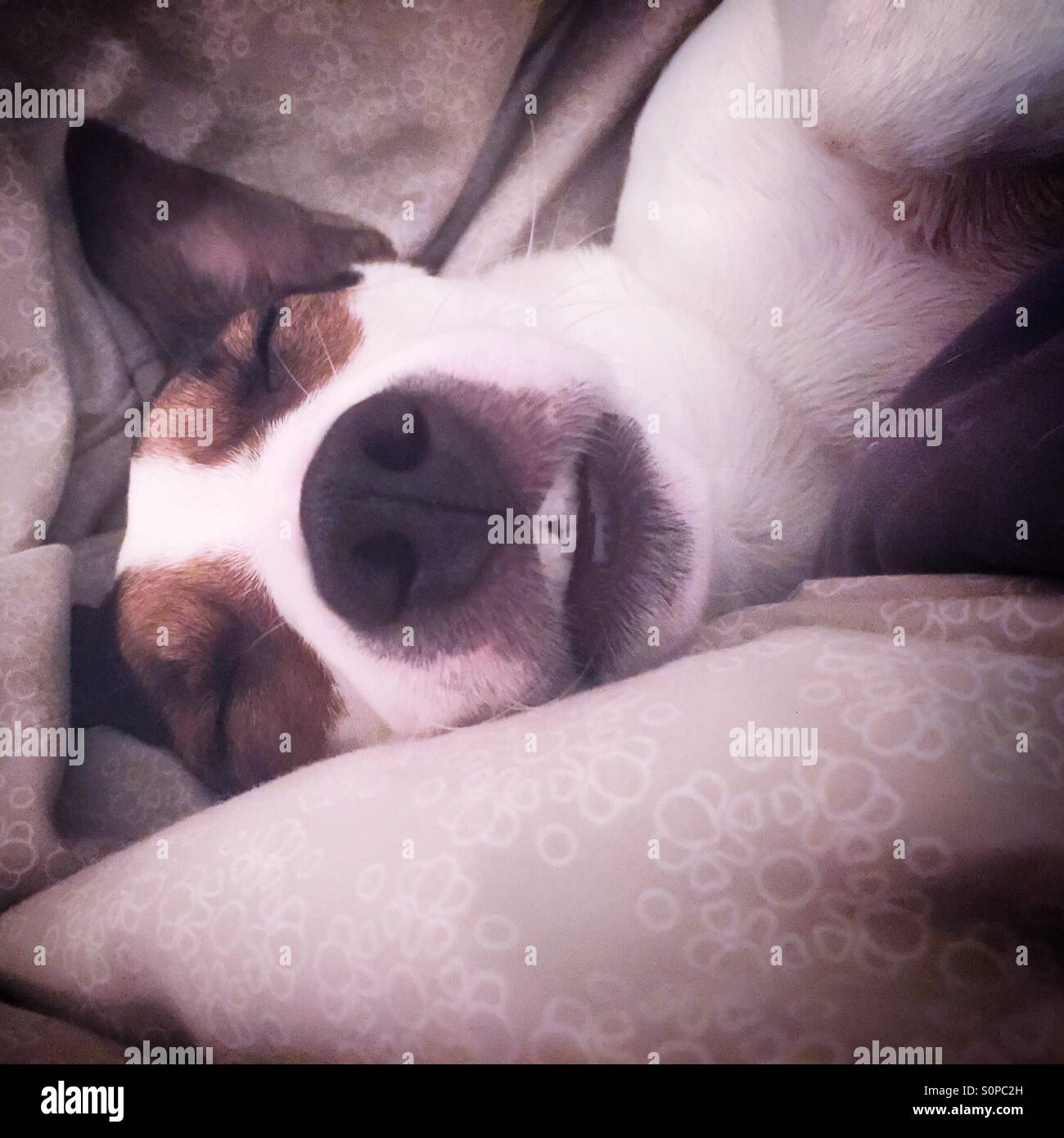Close up of Jack Russell Terrier dog sleeping cozily. - Smartphone Captured Stock Image