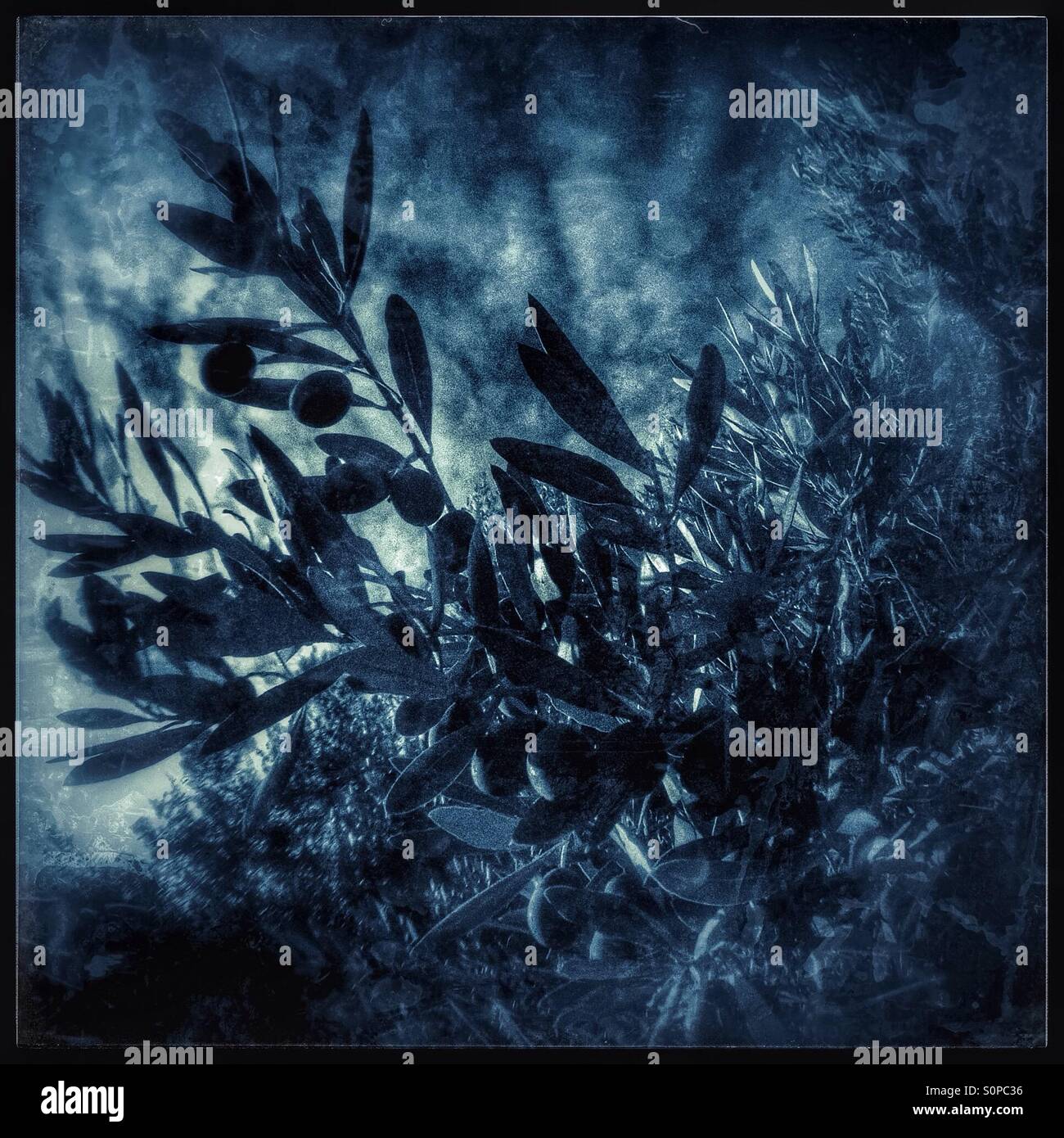 Late afternoon Sun filters through the olive trees, Catalonia, Spain. - Smartphone Captured Stock Image