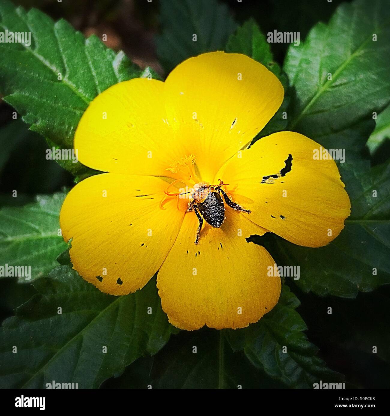 Yellow flower with pollen covered bee in he centre Stock Photo - Alamy