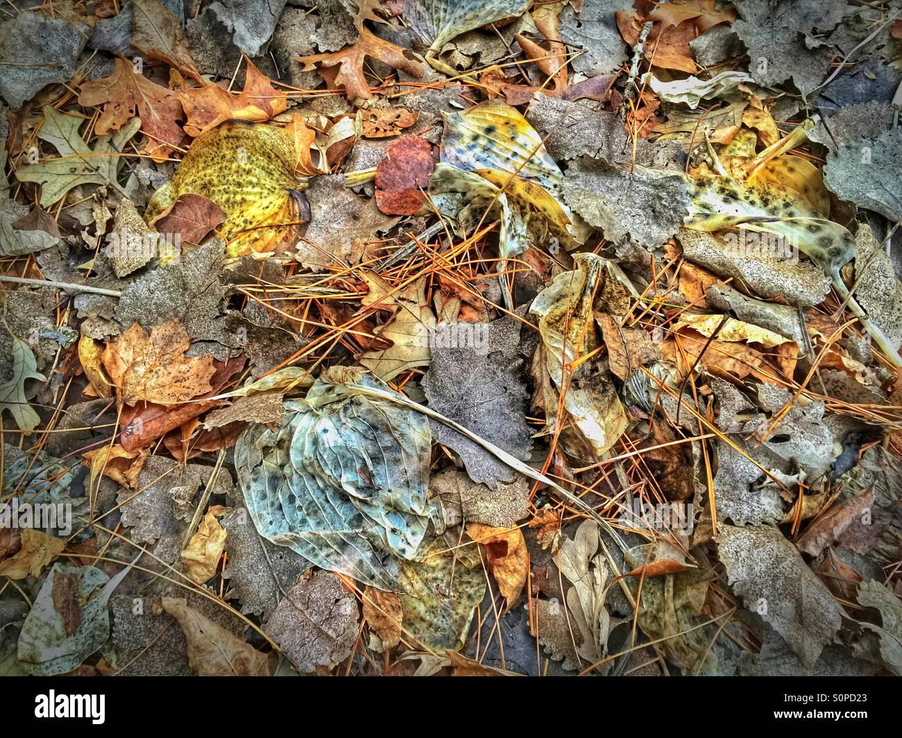 Dead and decaying leaves in winter Stock Photo