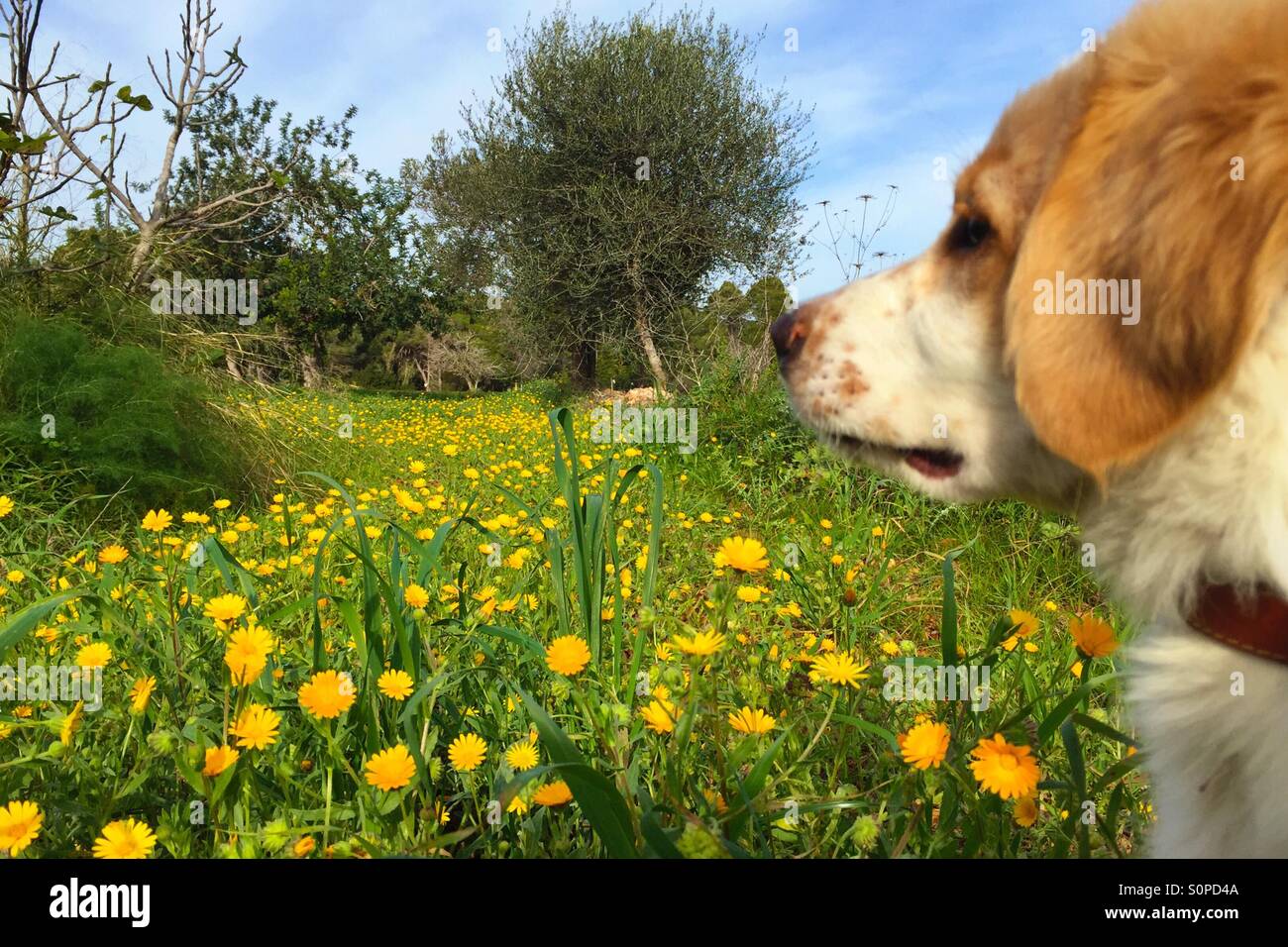Puppy in a field Stock Photo