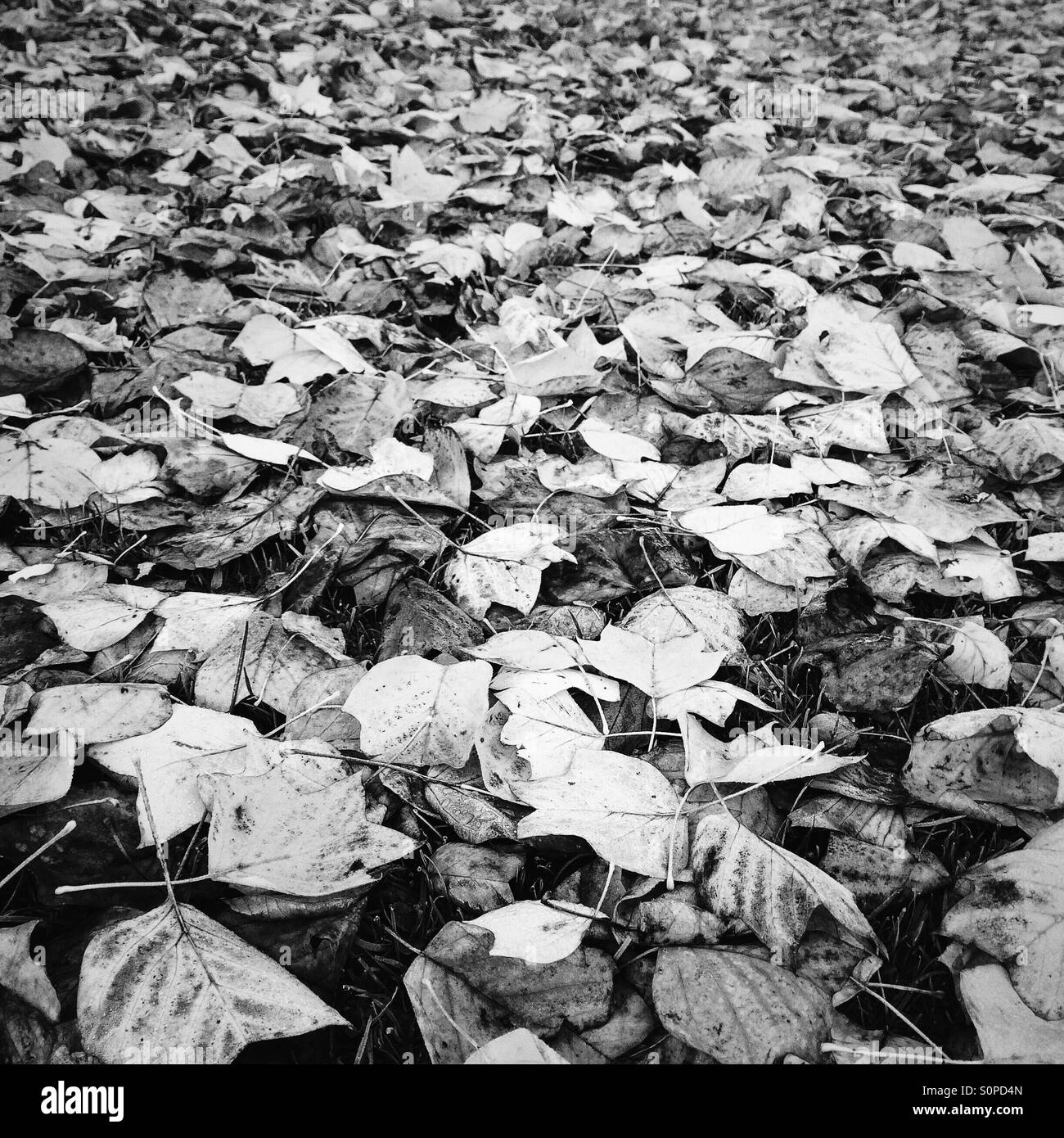 Black and white image of Autumn leaves on grass Stock Photo
