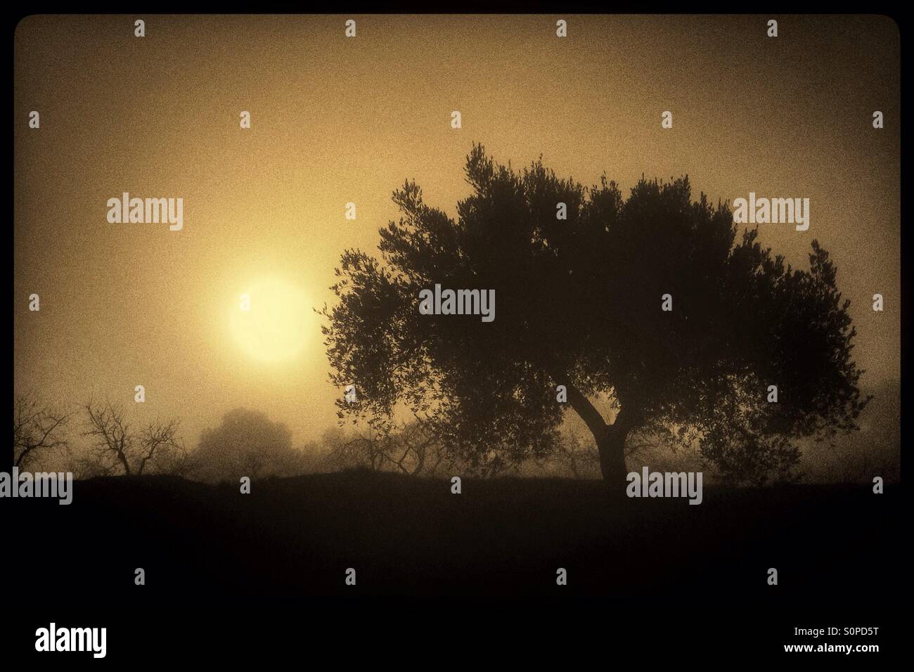 Olive trees in silhouette in fog, Catalonia, Spain. - Smartphone Captured Stock Image
