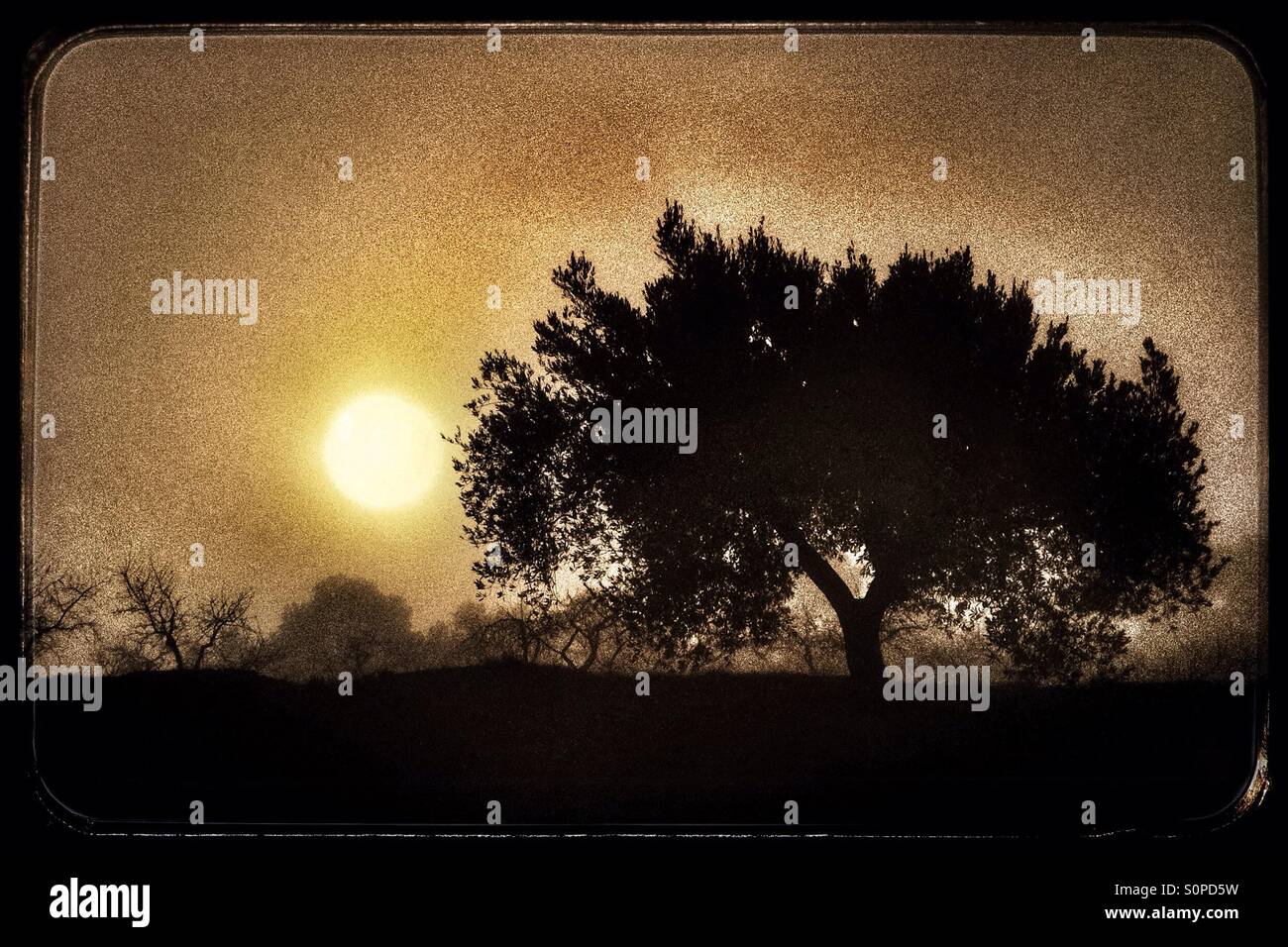Olive trees in silhouette in fog, Catalonia, Spain. - Smartphone Captured Stock Image