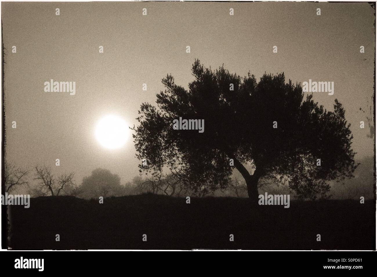 Olive trees in silhouette in fog, Catalonia, Spain. - Smartphone Captured Stock Image