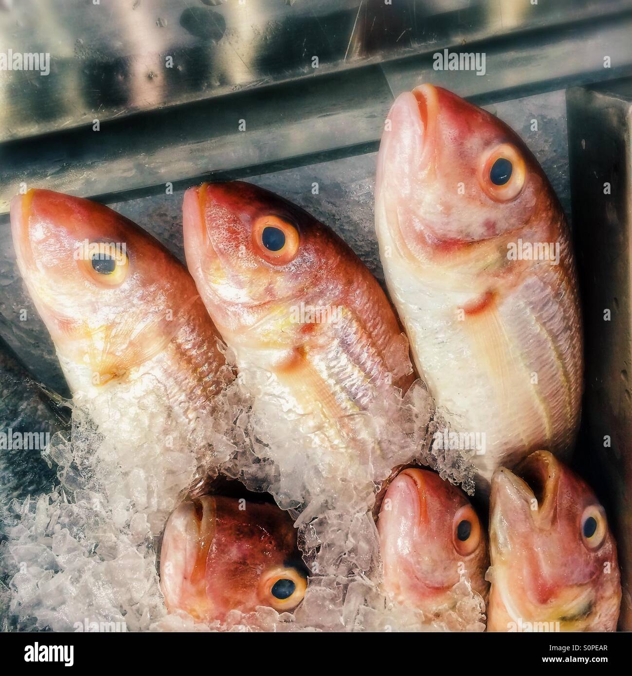 Red snapper fish - Smartphone Captured Stock Image