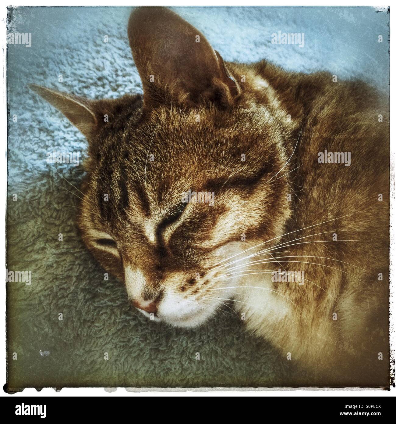 Cat falling asleep hires stock photography and images Alamy