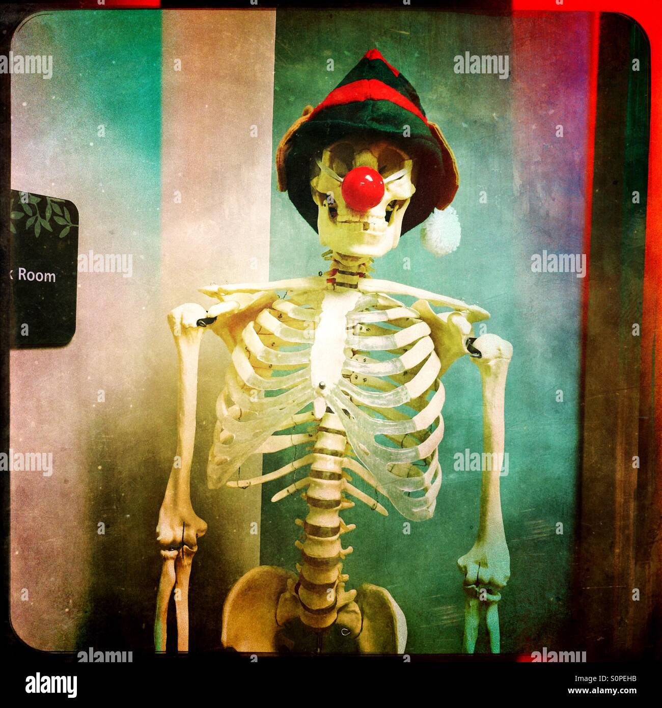 A skeleton dressed as Rudolph the Red Nosed Reindeer for the holiday. Stock Photo