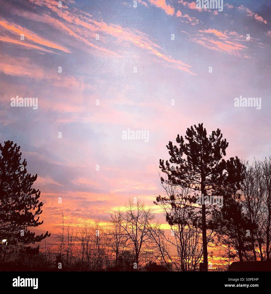 Early morning sunrise with silhouette of trees - Smartphone Captured Stock Image