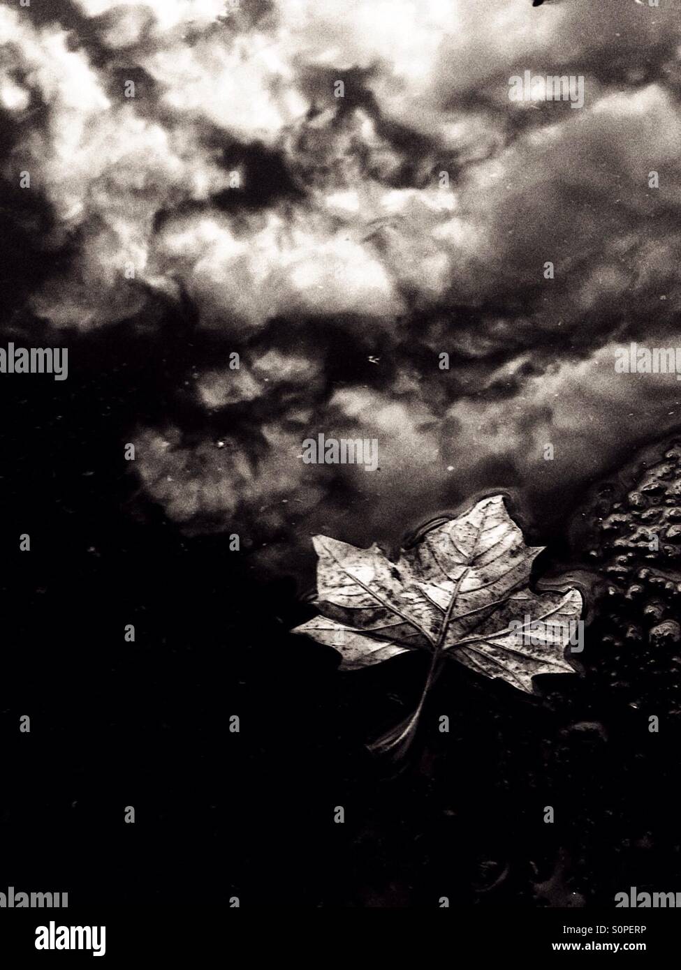 Single fall leaf in pool of water, reflected clouds, in black and white - Smartphone Captured Stock Image