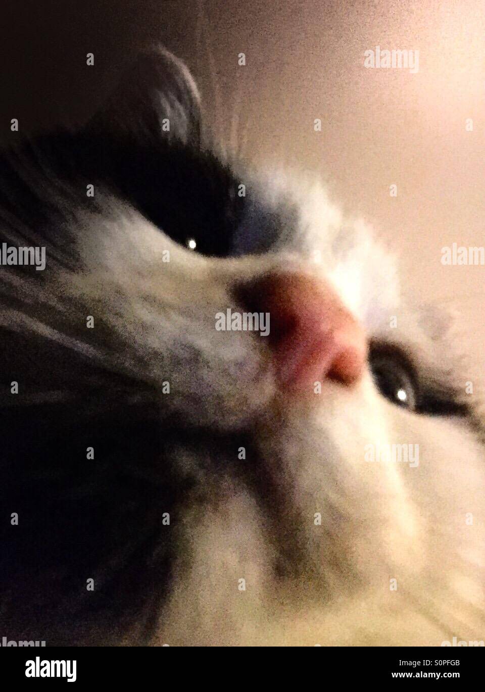 Cat picture from below - Smartphone Captured Stock Image