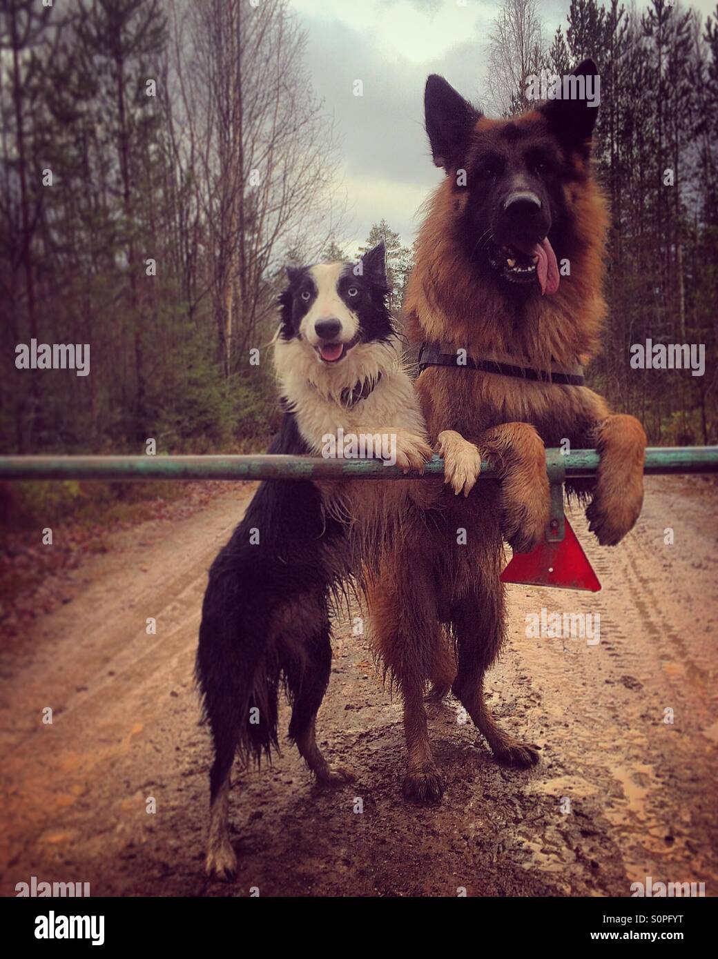 Best dogs ever! Stock Photo Alamy