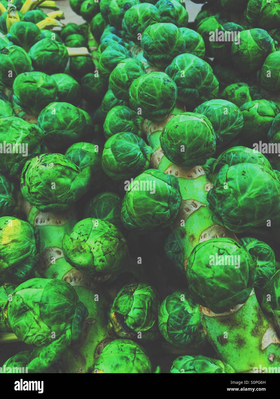 Lots of sprouts Stock Photo