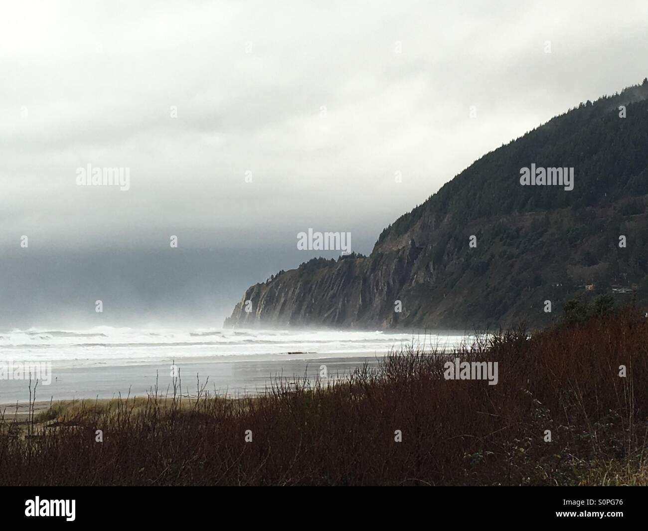 Oregon coast manzanita Stock Photo Alamy