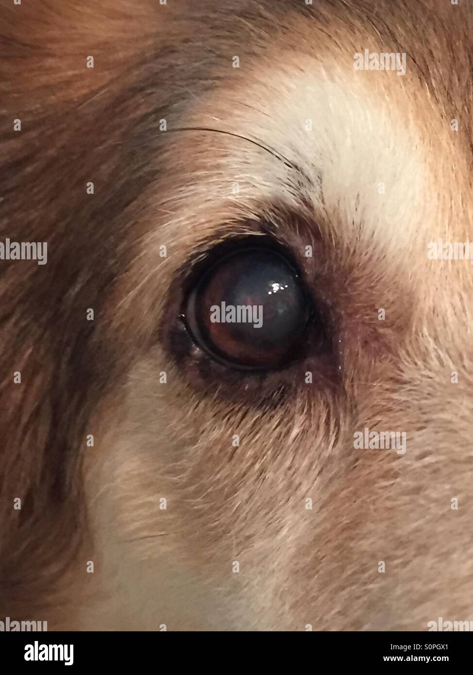 Old Dog's Eye Stock Photo Alamy