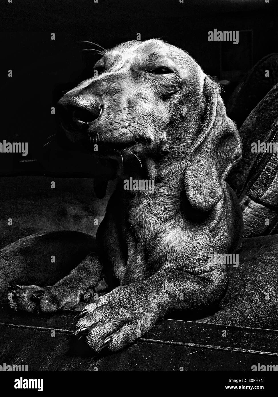 Miniature Dachshund relaxes and looks very regal Stock Photo