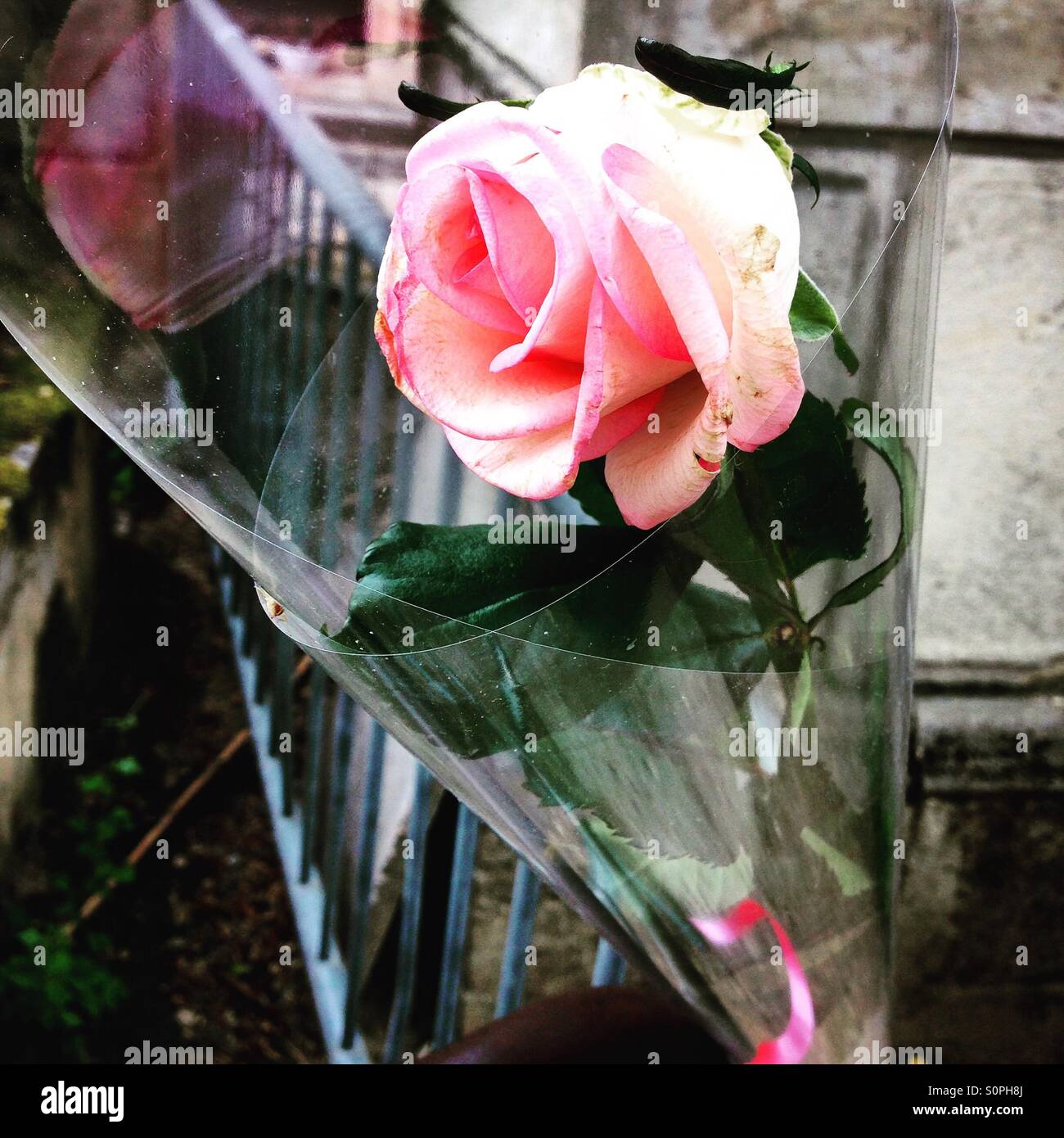 A poignant pink rose at Pere le chaise cemetery in Paris - Smartphone Captured Stock Image