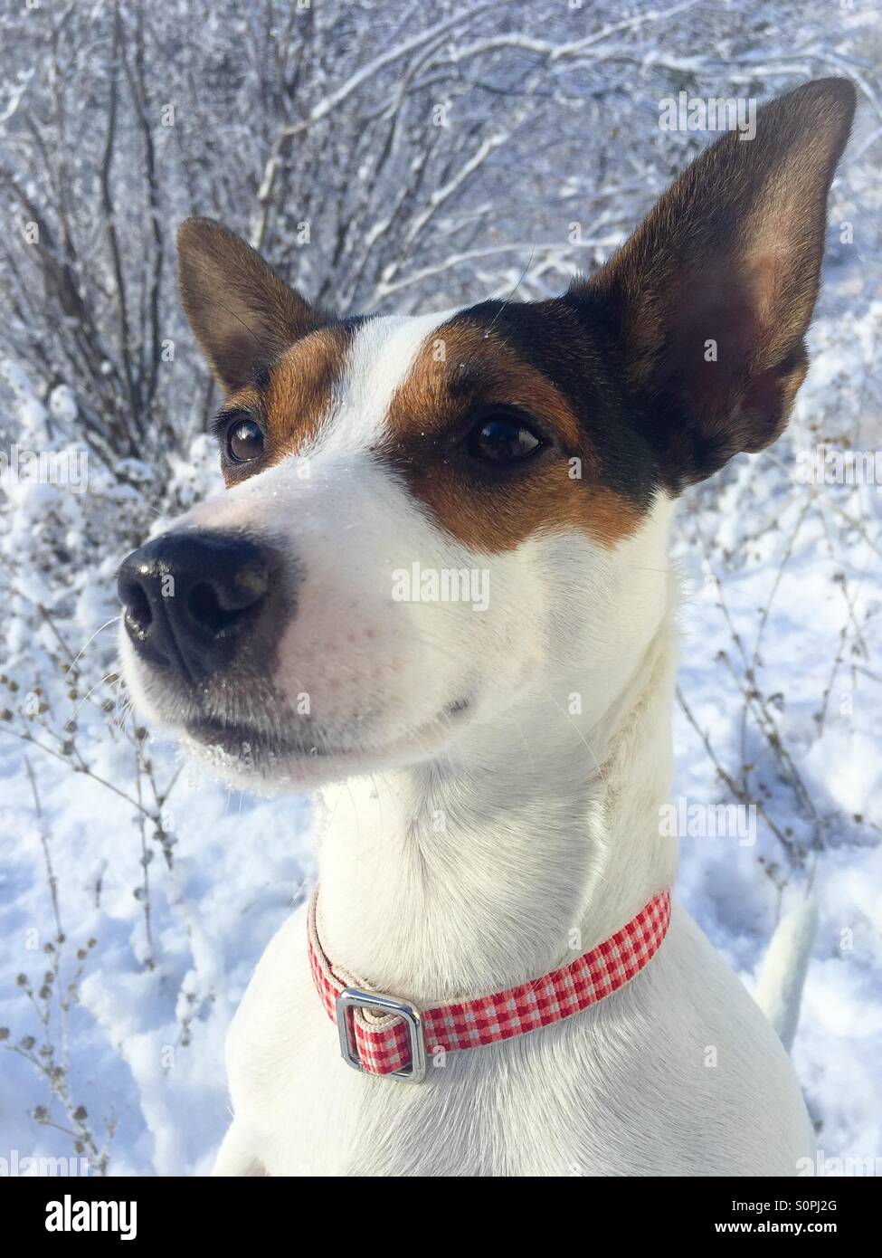 Portrait of a Jack Russell Terrier dog with the sun shining on her and snow covered background - Smartphone Captured Stock Image