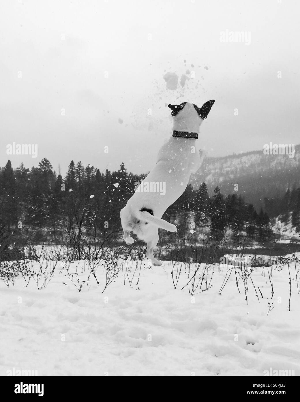 Jack Russell Terrier dog playing in the snow, jumping up and catching a snowball. In black and white. - Smartphone Captured Stock Image