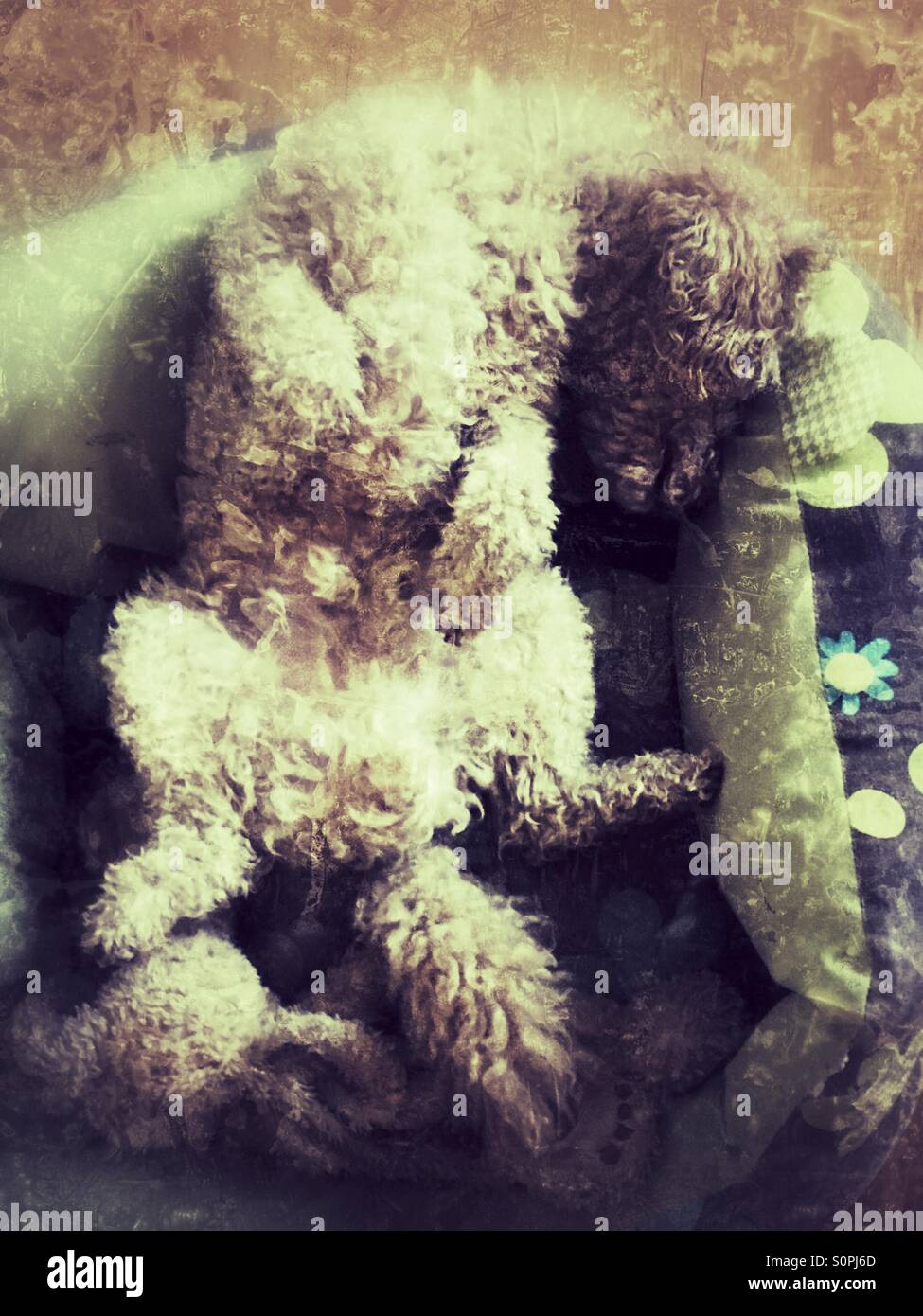 Mini podle dog Sleeping - Smartphone Captured Stock Image