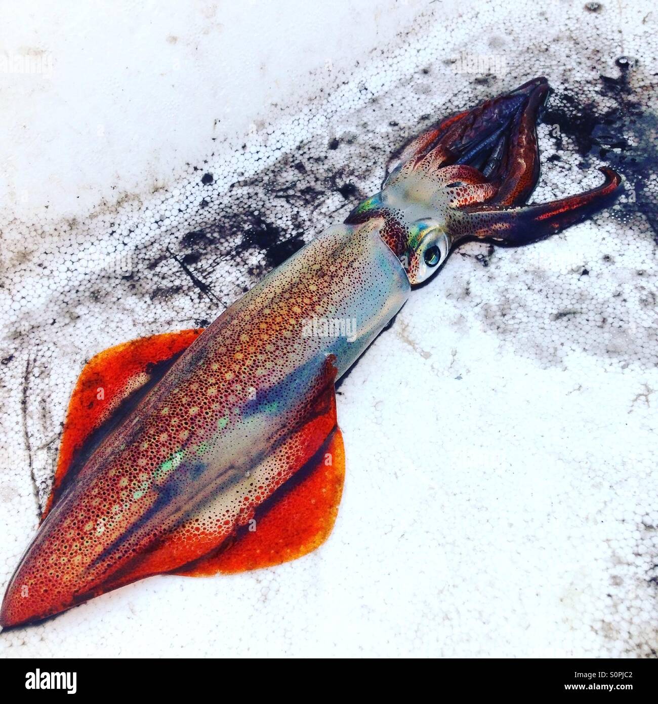 Squid with black ink around Stock Photo Alamy