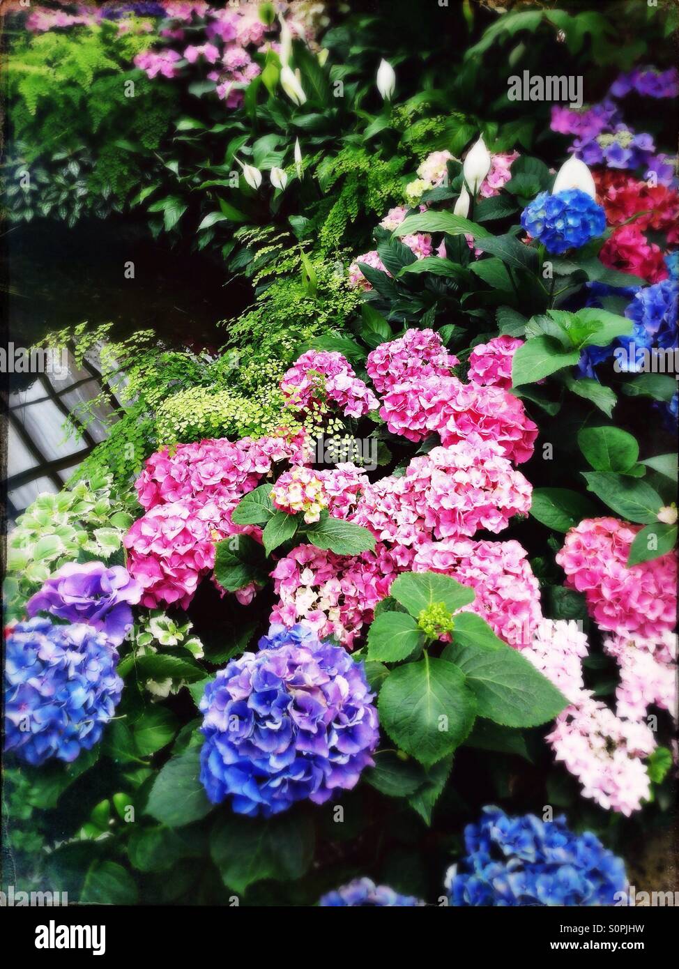 Garden in hothouse with hydrangeas and ferns - Smartphone Captured Stock Image