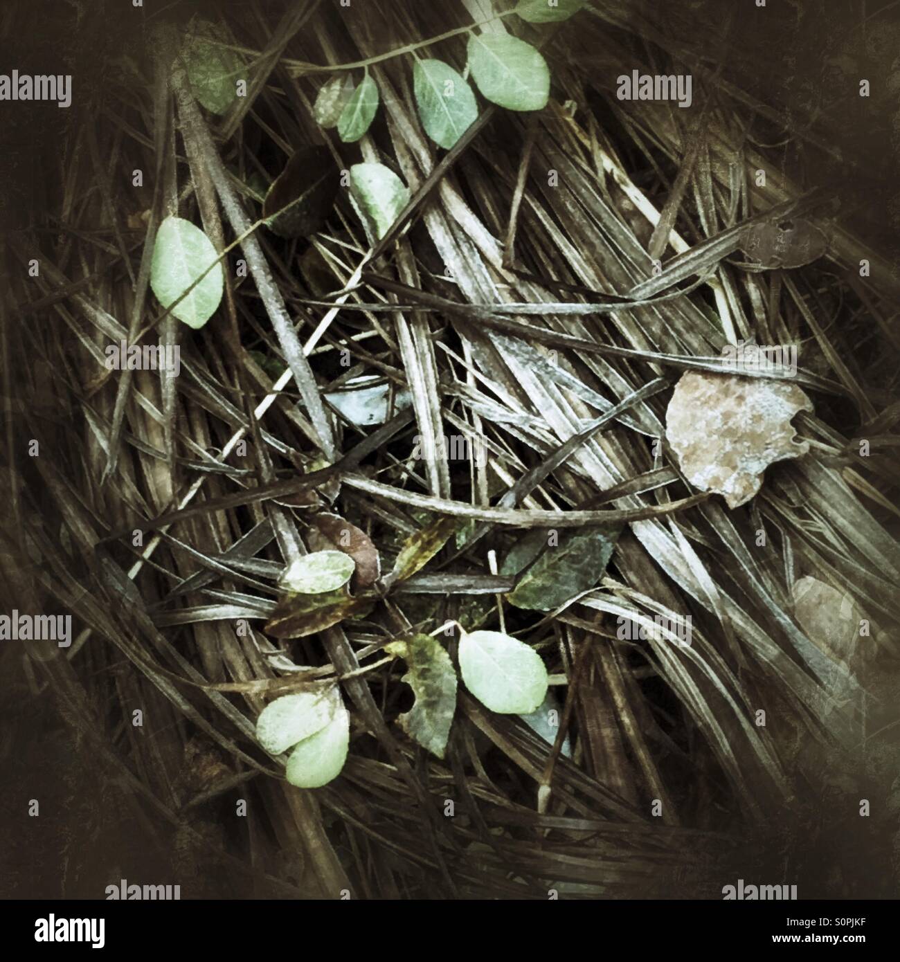 Grunge background - on tjedna field - Smartphone Captured Stock Image