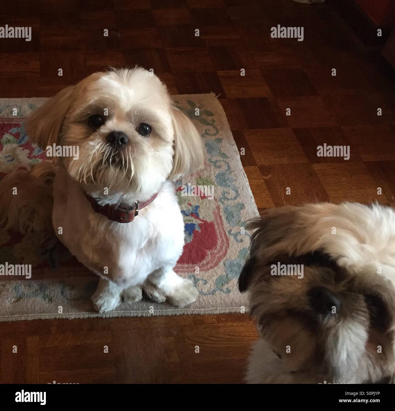 Two shih tzus Stock Photo Alamy
